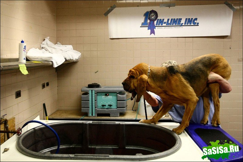     Westminster Kennel Club Dog Show (28 )