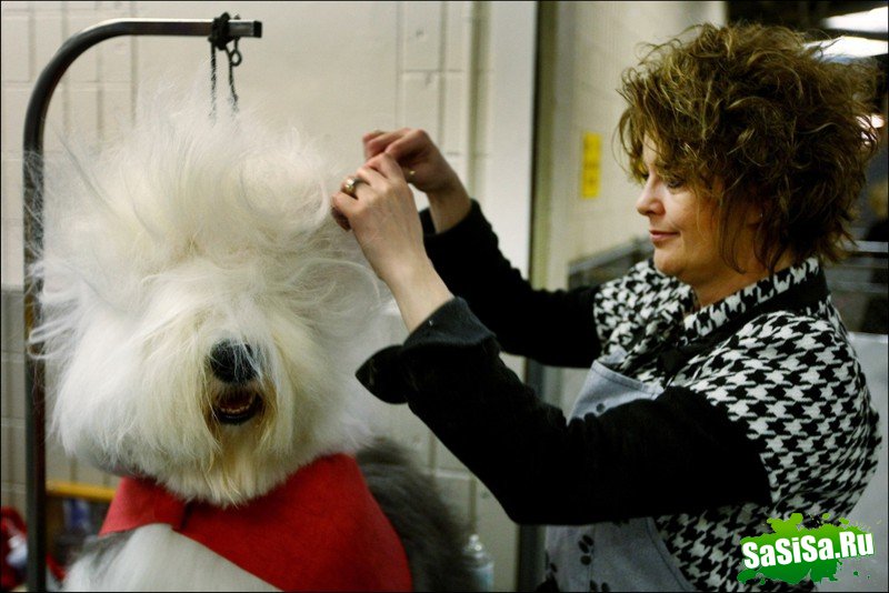     Westminster Kennel Club Dog Show (28 )