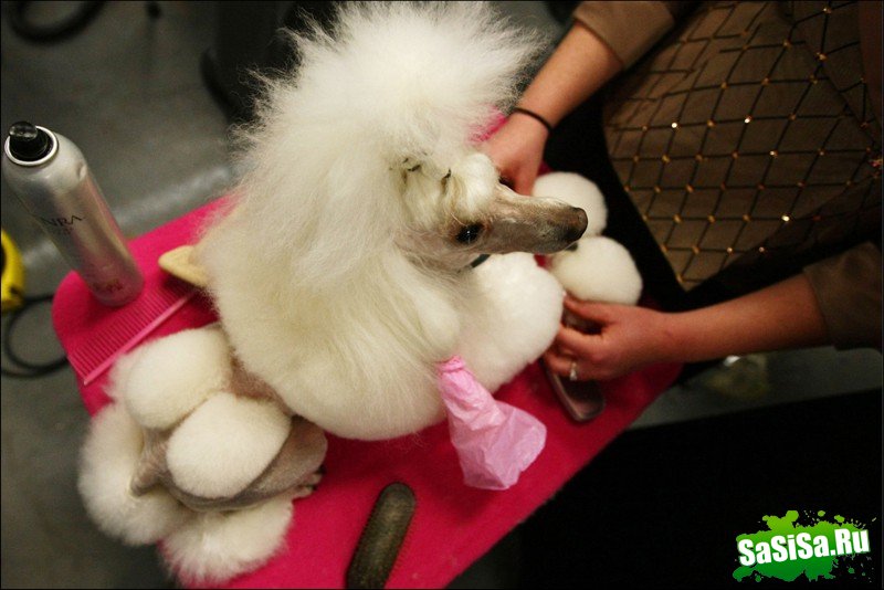     Westminster Kennel Club Dog Show (28 )