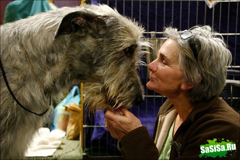    Westminster Kennel Club Dog Show (28 )