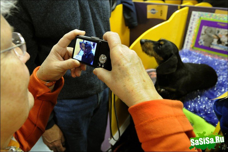     Westminster Kennel Club Dog Show (28 )