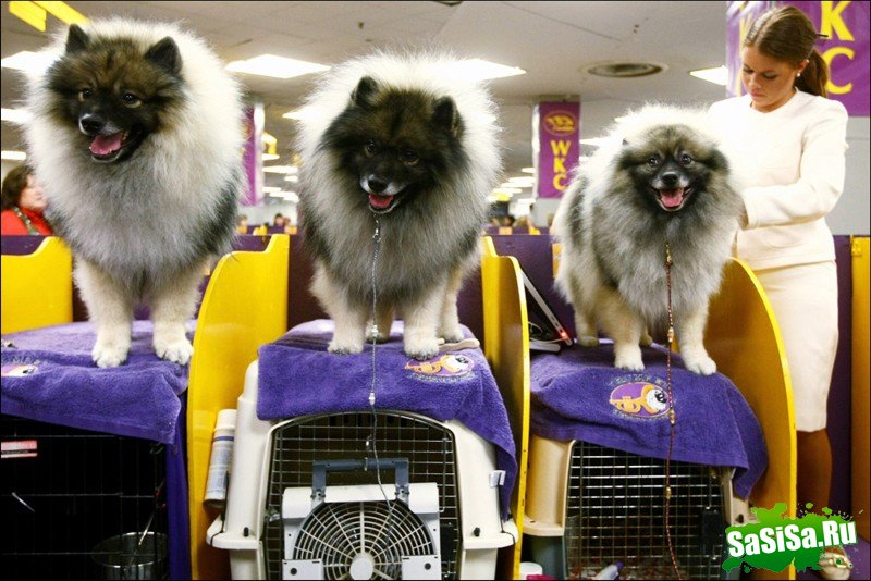     Westminster Kennel Club Dog Show (28 )