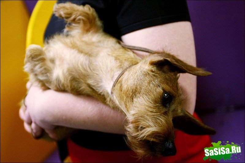     Westminster Kennel Club Dog Show (28 )