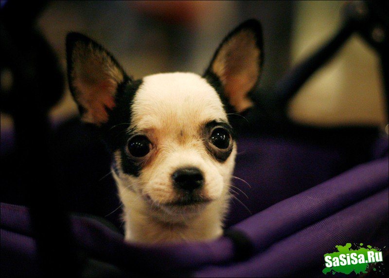     Westminster Kennel Club Dog Show (28 )