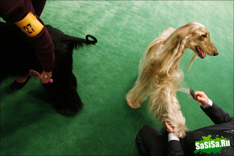     Westminster Kennel Club Dog Show (28 )