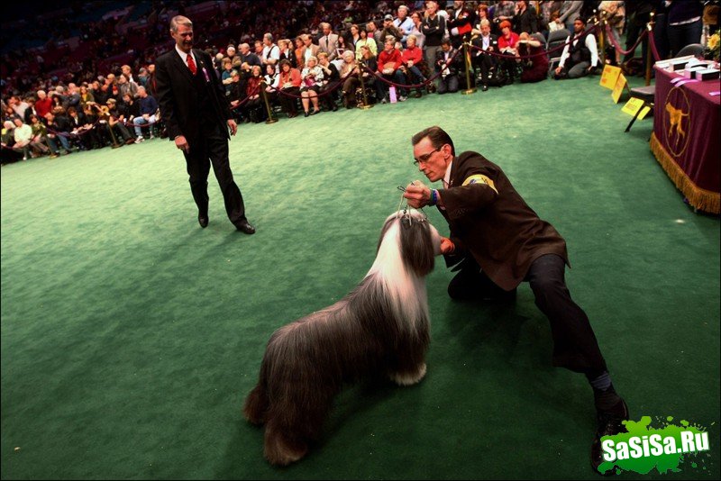     Westminster Kennel Club Dog Show (28 )