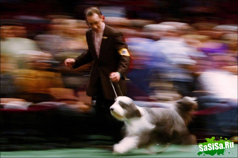     Westminster Kennel Club Dog Show (28 )