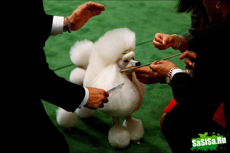     Westminster Kennel Club Dog Show (28 )