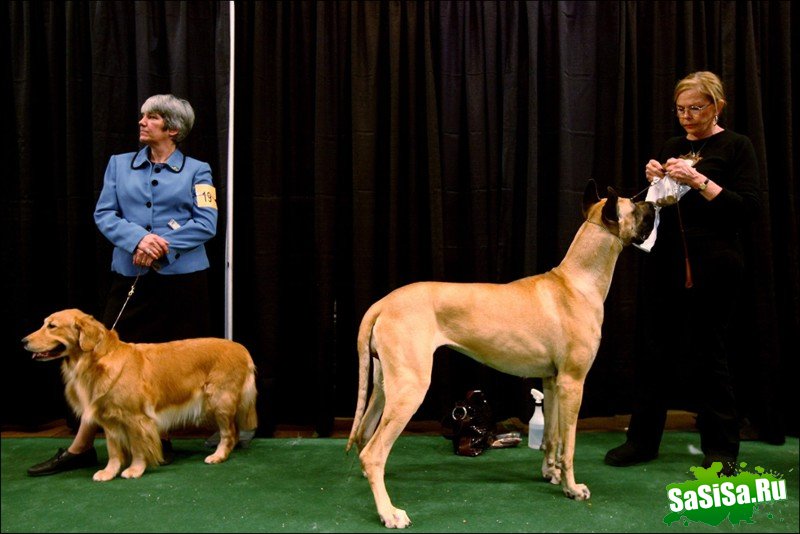     Westminster Kennel Club Dog Show (28 )