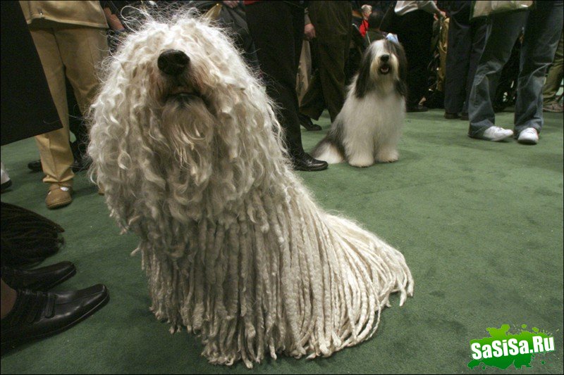     Westminster Kennel Club Dog Show (28 )