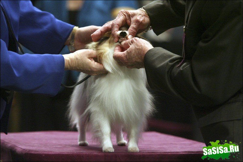     Westminster Kennel Club Dog Show (28 )