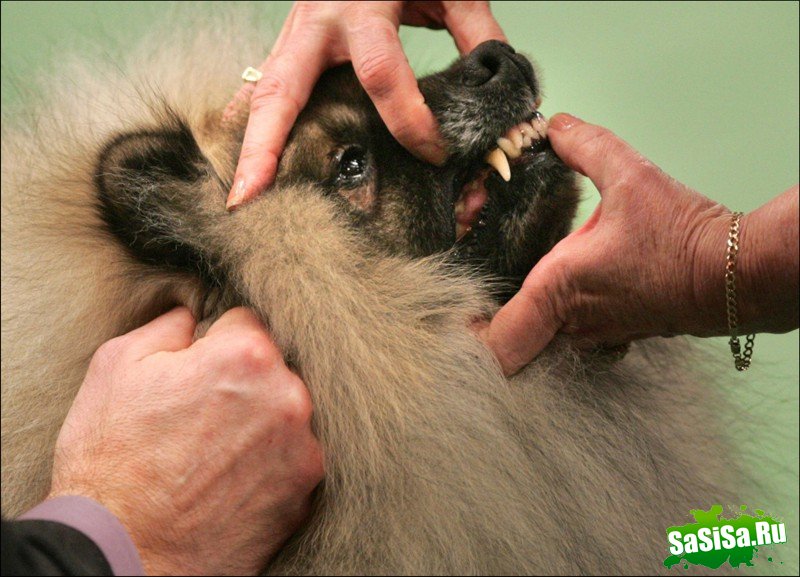     Westminster Kennel Club Dog Show (28 )