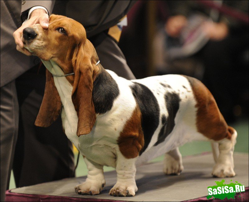     Westminster Kennel Club Dog Show (28 )