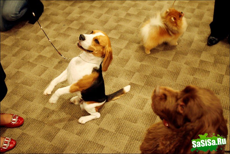     Westminster Kennel Club Dog Show (28 )