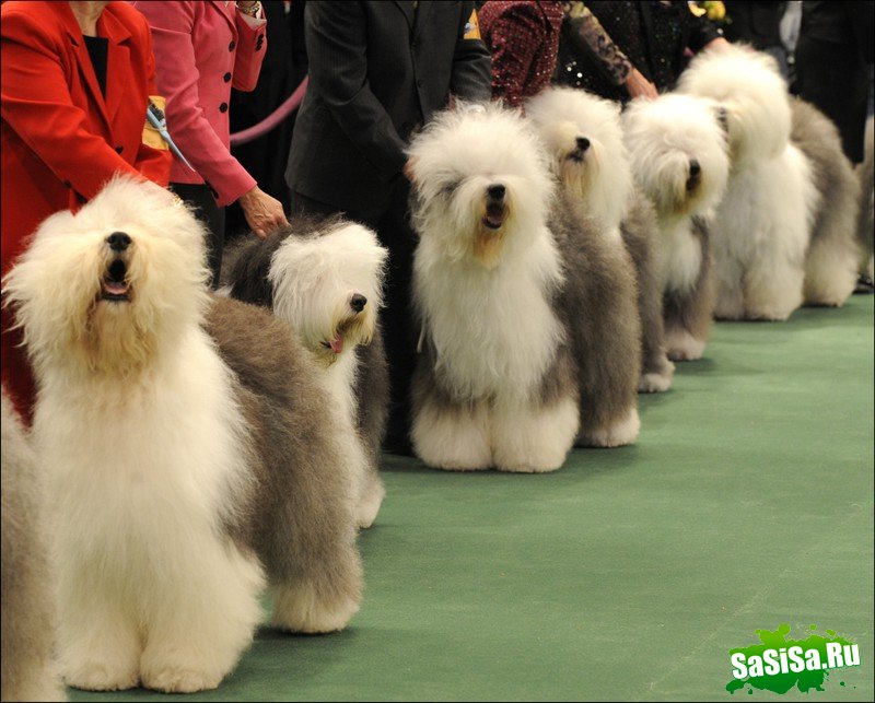     Westminster Kennel Club Dog Show (28 )