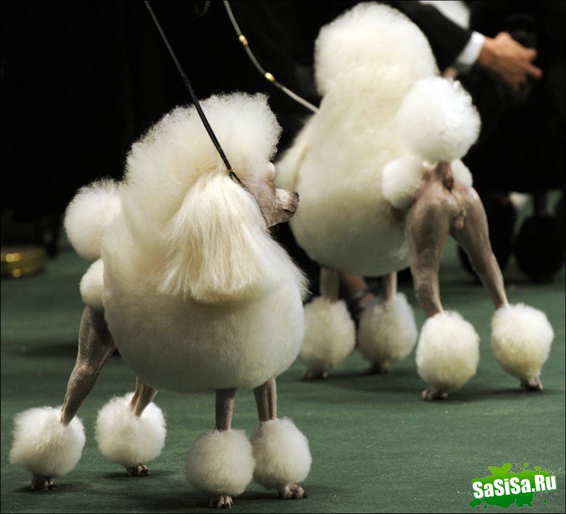     Westminster Kennel Club Dog Show (28 )