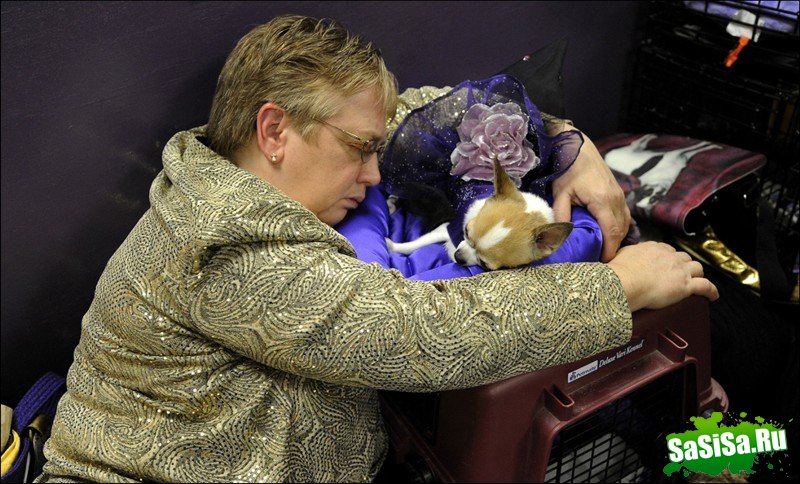     Westminster Kennel Club Dog Show (28 )