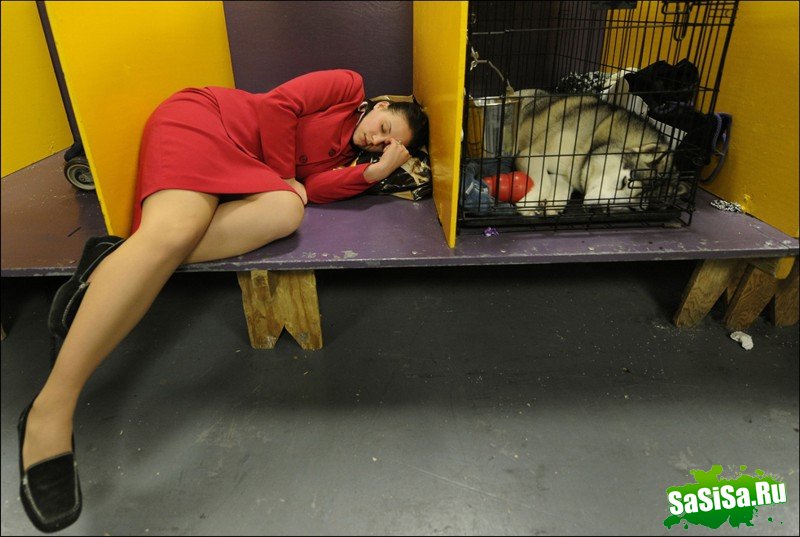     Westminster Kennel Club Dog Show (28 )