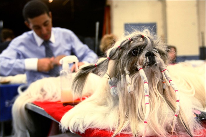     Westminster Kennel Club Dog Show (28 )