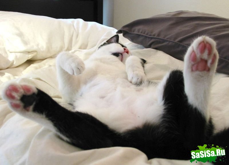 ������������ (������ � ���������� ����)