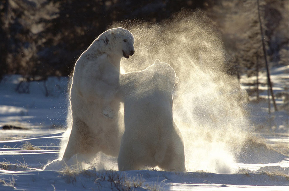 Nature Best Photography - Winter (14 )