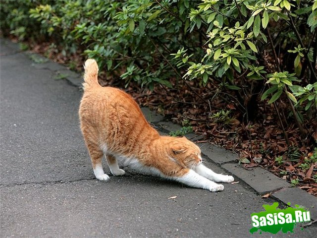  (   )