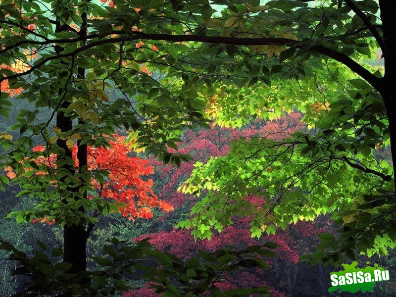Краски осени - невероятно красивые фотографии! (20 фото)