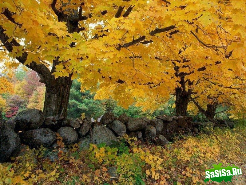 Краски осени - невероятно красивые фотографии! (20 фото)