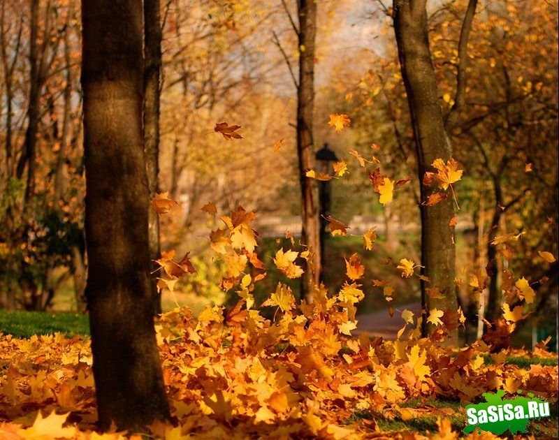 Краски осени - невероятно красивые фотографии! (20 фото)