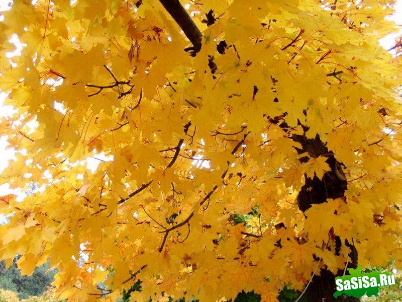 Краски осени - невероятно красивые фотографии! (20 фото)