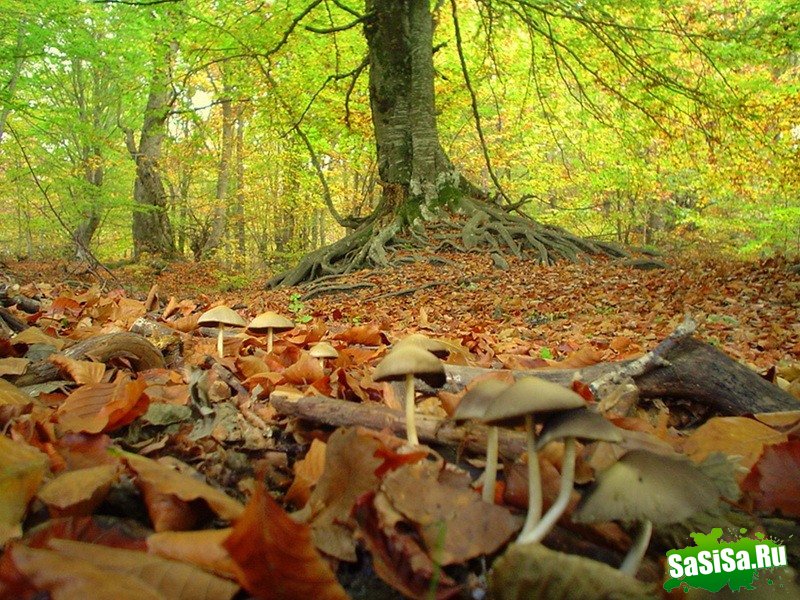 Краски осени - невероятно красивые фотографии! (20 фото)