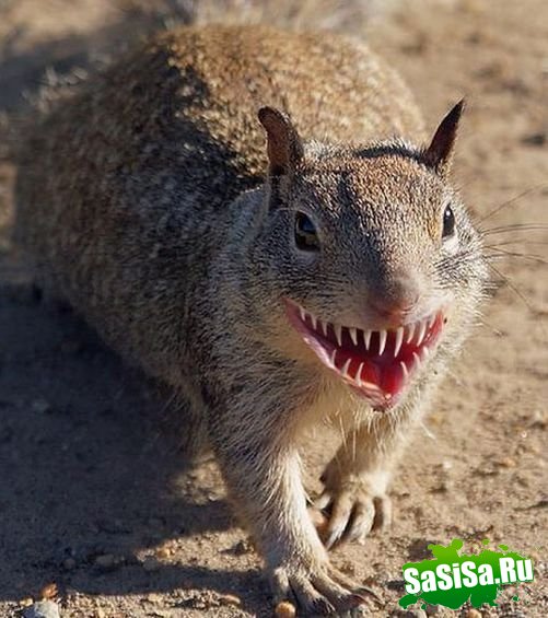  (   )