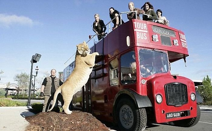 Лигр по кличке Геркулес (6 фото)