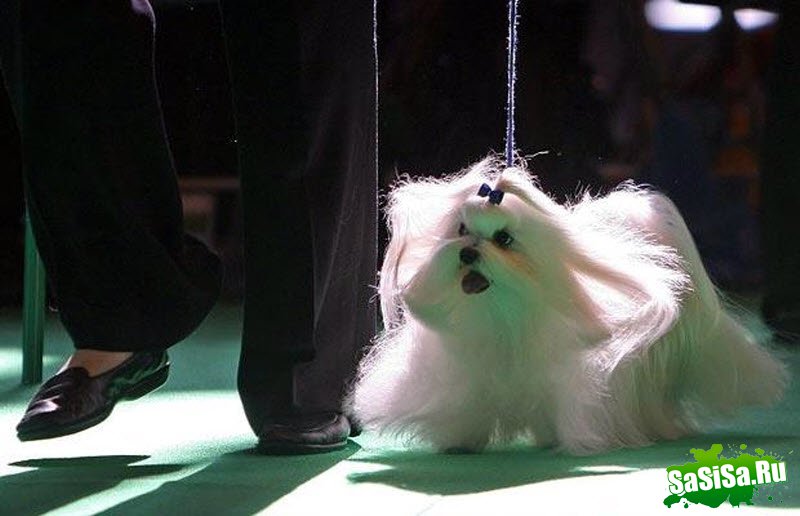 Crufts -     (21 )