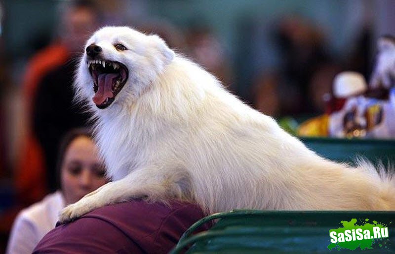 Crufts -     (21 )