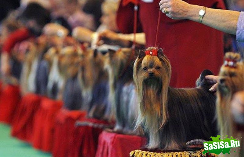 Crufts -     (21 )