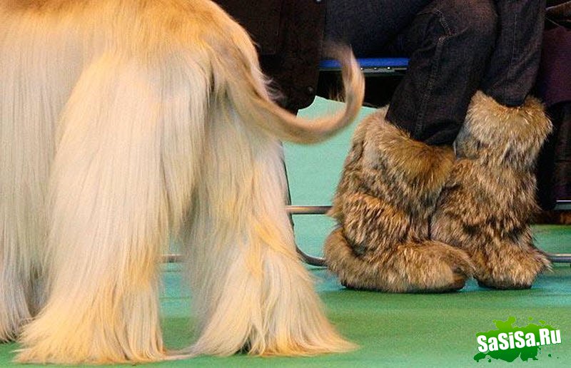 Crufts -     (21 )