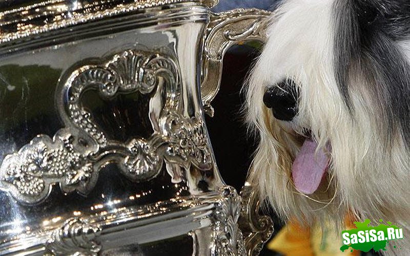 Crufts -     (21 )