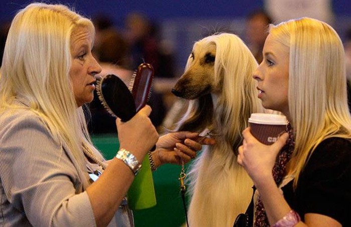 Crufts -     (21 )