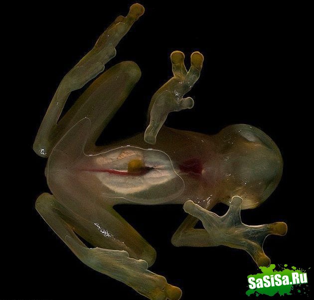  (   )