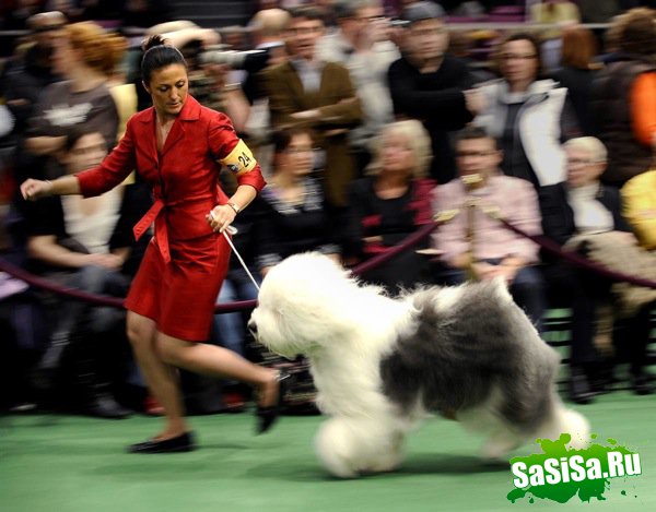   Westminster Kennel Club Dog Show 2010 (28 )