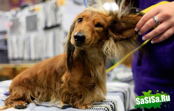   Westminster Kennel Club Dog Show 2010 (28 )