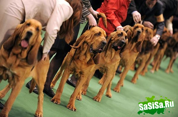   Westminster Kennel Club Dog Show 2010 (28 )