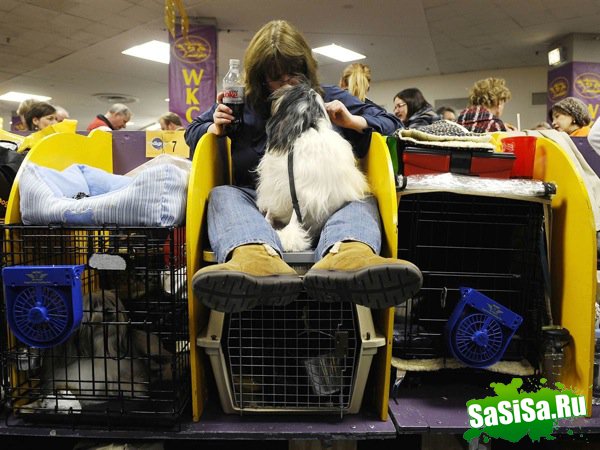   Westminster Kennel Club Dog Show 2010 (28 )