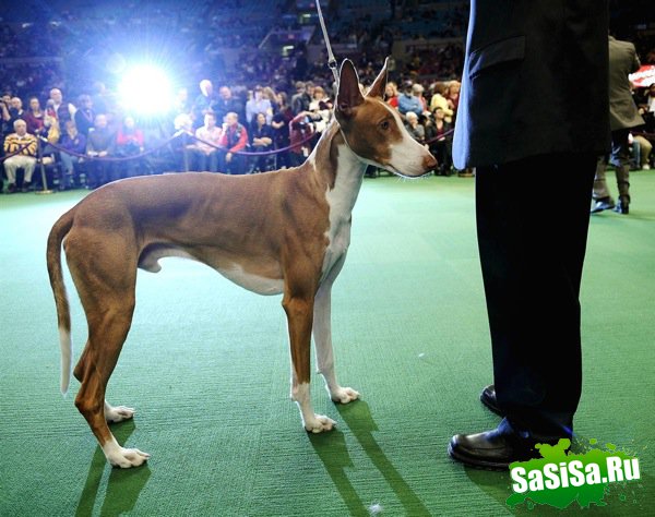   Westminster Kennel Club Dog Show 2010 (28 )