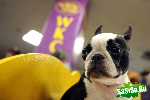   Westminster Kennel Club Dog Show 2010 (28 )