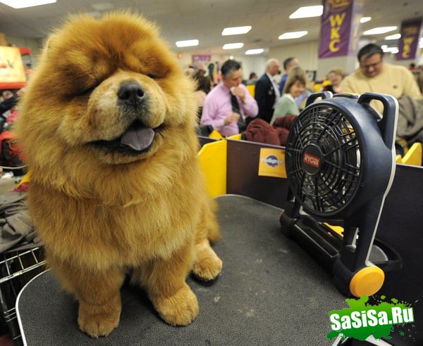   Westminster Kennel Club Dog Show 2010 (28 )