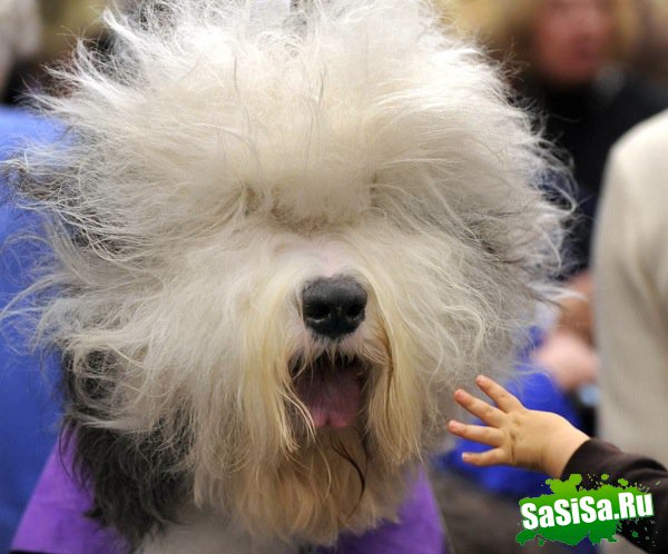   Westminster Kennel Club Dog Show 2010 (28 )