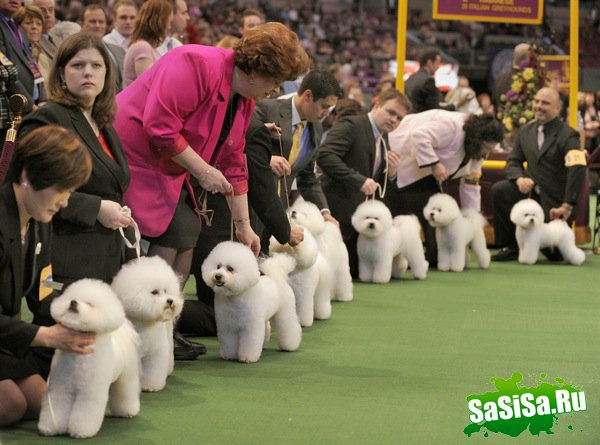   Westminster Kennel Club Dog Show 2010 (28 )