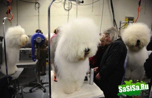   Westminster Kennel Club Dog Show 2010 (28 )